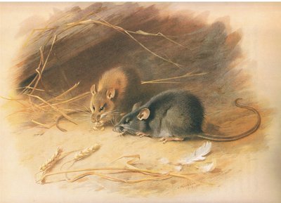 Alexandrijnse rat en zwarte rat, uit Thorburns Zoogdieren gepubliceerd door Longmans and Co, ca. 1920 door Archibald Thorburn