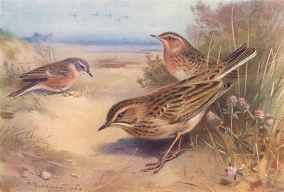 Alpen- of Waterpieper, Roodkeelpieper, Richard