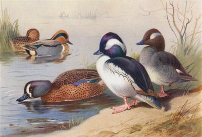 Amerikaanse groen gevleugelde taling (mannetje en vrouwtje), buffelkop eend (mannetje en vrouwtje), blauw gevleugelde taling door Archibald Thorburn