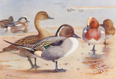 Amerikaanse Smient (mannetje en vrouwtje), Pijlstaart (mannetje en vrouwtje), Smient (mannetje en vrouwtje) door Archibald Thorburn