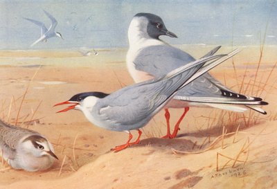 Noordse stern (volwassen en jong), Bonapartes meeuw door Archibald Thorburn