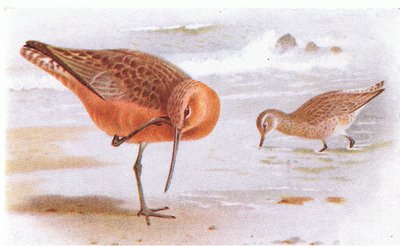 Rosse Grutto, uit Birds of the British Isles and Their Eggs gepubliceerd door Frederick Warne & Co Ltd, 1958 door Archibald Thorburn