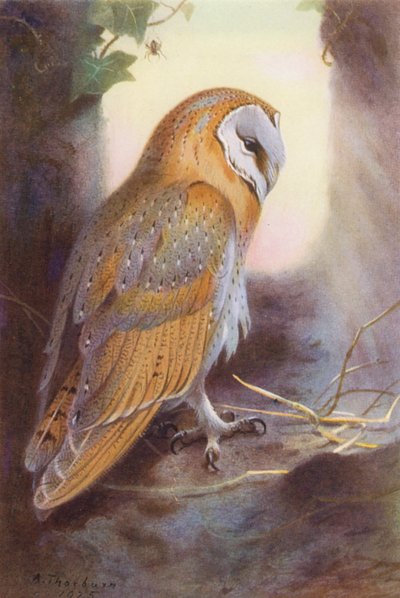 Kerkuil door Archibald Thorburn