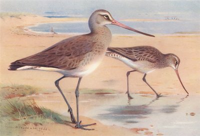Zwarte Ruiter (winter), Bonte Strandloper (winter) door Archibald Thorburn