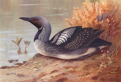 Zwartkeelduiker door Archibald Thorburn