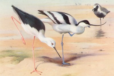 Steltkluut, Kluut, Zilverplevier (zomer) door Archibald Thorburn