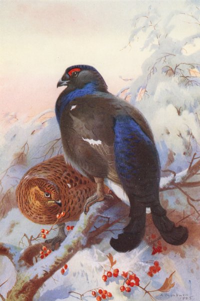 Korhoen (mannetje en vrouwtje) door Archibald Thorburn