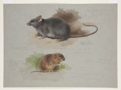 Zwarte rat en Orkney-woelmuis, ca. 1915 (aquarel & lichaamkleur over potlood op papier) door Archibald Thorburn