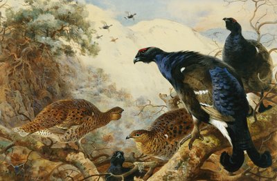 Korhoen door Archibald Thorburn