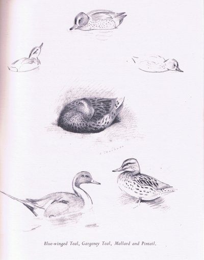Blauwvleugeltaling, Zomertaling, Wilde Eend en Pijlstaart door Archibald Thorburn