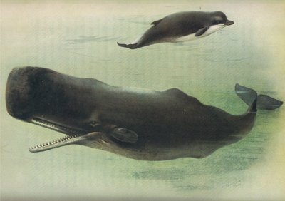 Butskop en potvis, uit Thorburns Zoogdieren gepubliceerd door Longmans and Co, ca. 1920 door Archibald Thorburn