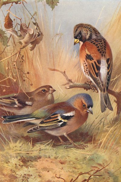 Keep, Vink (mannetje en vrouwtje) door Archibald Thorburn