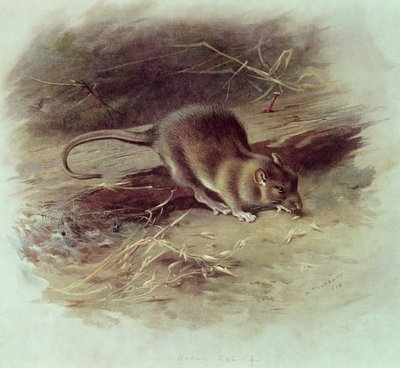 Bruine Rat (Rattus norvegicus) 1918 door Archibald Thorburn