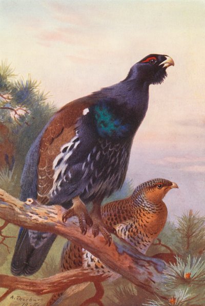 Auerhoen (mannetje en vrouwtje) door Archibald Thorburn