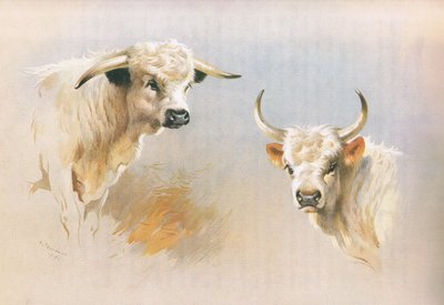 Chartley-stier en Chillingham-stier, uit Thorburn