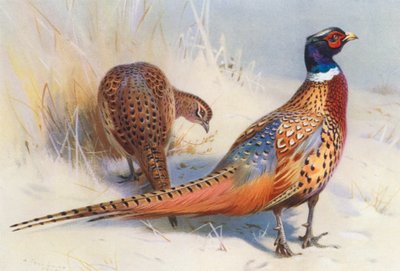 Chinese Ring-Neck Fazant (mannetje en vrouwtje) door Archibald Thorburn