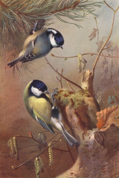 Koolmees, Grote Mees door Archibald Thorburn