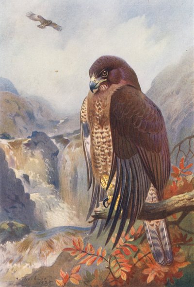 Buizerd door Archibald Thorburn