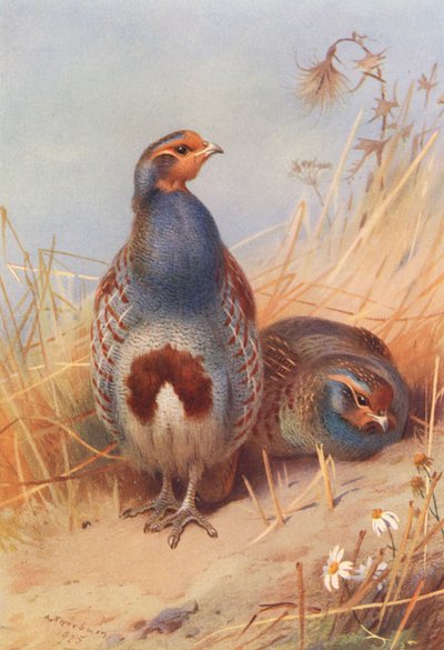 Patrijs (mannetje en vrouwtje) door Archibald Thorburn