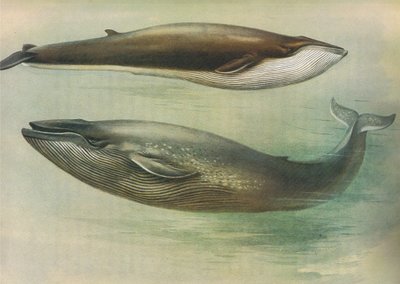 Gewone vinvis, blauwe vinvis, uit Thorburns Zoogdieren gepubliceerd door Longmans and Co, ca. 1920 door Archibald Thorburn