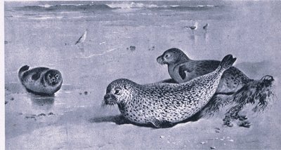 Gewone Zeehond, Natuur in Groot-Brittannië uitgegeven door Collins door Archibald Thorburn