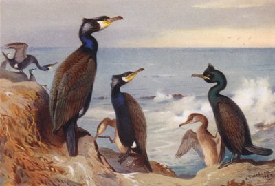 Aalscholver (volwassen en onvolwassen), Kuifaalscholver (volwassen en onvolwassen) door Archibald Thorburn