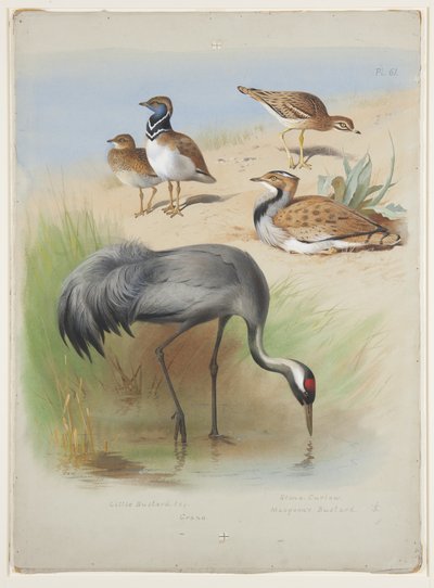 Kraanvogel, griel en trappen, ca. 1915 (aquarel & lichaamkleur over potlood op papier) door Archibald Thorburn