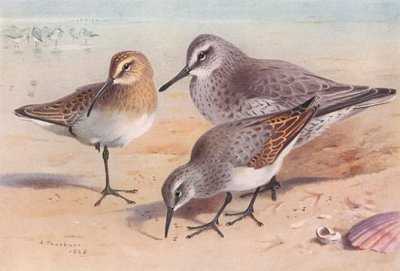 Krombekstrandloper (onvolwassen, herfst), Kanoet (winter), Bonte Strandloper (winter) door Archibald Thorburn