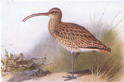 Wulp, uit Birds of the British Isles and Their Eggs gepubliceerd door Frederick Warne & Co Ltd, 1958 door Archibald Thorburn