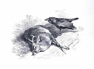 Dode hert en raaf, uit Thorburn
