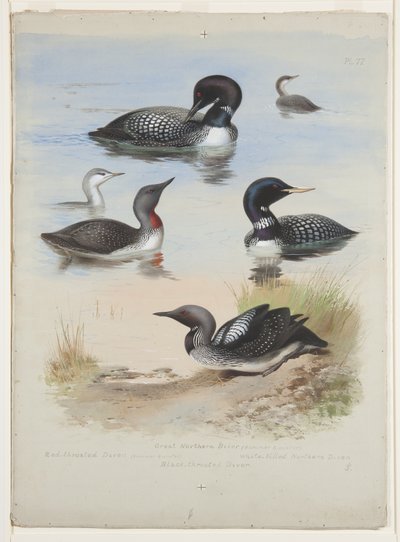 Duikers, ca. 1915 door Archibald Thorburn