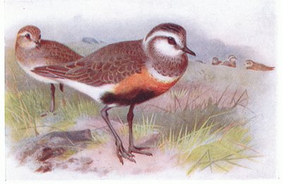 Morinelplevier, uit Birds of the British Isles and Their Eggs gepubliceerd door Frederick Warne & Co Ltd, 1958 door Archibald Thorburn