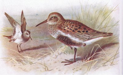 Dunlin (zomer en winter), uit Birds of the British Isles and Their Eggs gepubliceerd door Frederick Warne & Co Ltd, 1958 door Archibald Thorburn