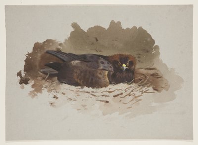 Adelaar op nest, c.1915 door Archibald Thorburn