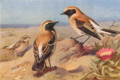 Oostelijke bonte tapuit (vrouw), zwartkeeltapuit, woestijntapuit door Archibald Thorburn