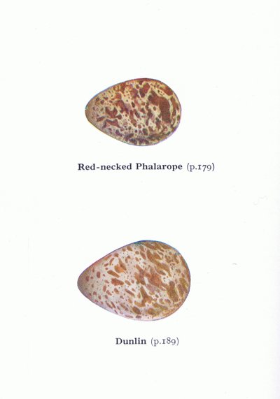 Eieren: Grauwe Franjepoot en Bonte Strandloper, uit Birds of the British Isles and Their Eggs gepubliceerd door Frederick Warne & Co Ltd, 1958 door Archibald Thorburn
