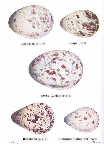 Eieren: Houtsnip; Watersnip, Griel, Tureluur, Oeverloper, uit Birds of the British Isles and Their Eggs gepubliceerd door Frederick Warne & Co Ltd, 1958 door Archibald Thorburn
