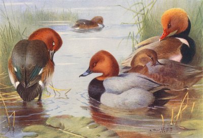 Witoogeend (mannetje en vrouwtje), Tafeleend (mannetje en vrouwtje), Krooneend door Archibald Thorburn