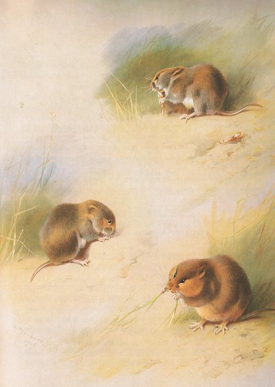 Veldmuis, rosse woelmuis en Orkney woelmuis, uit Thorburns Zoogdieren gepubliceerd door Longmans and Co, ca. 1920 door Archibald Thorburn