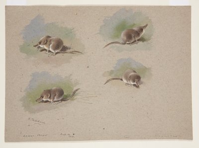 Vier vignetten van kleine spitsmuis, c.1915 door Archibald Thorburn