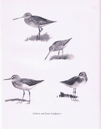 Grutto