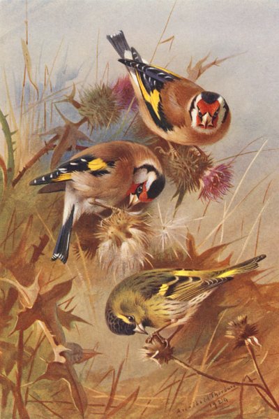 Putter, Sijs door Archibald Thorburn