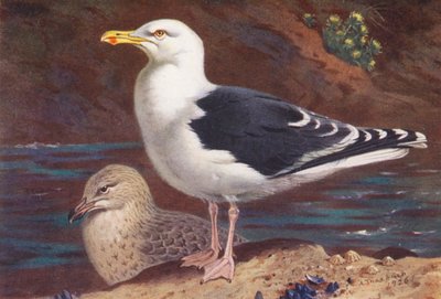 Grote Mantelmeeuw (volwassen en jong) door Archibald Thorburn