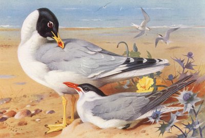 Grote zwartkopmeeuw, Kaspische stern door Archibald Thorburn