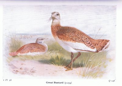 Grote Trap, uit Birds of the British Isles and Their Eggs gepubliceerd door Frederick Warne & Co Ltd, 1958 door Archibald Thorburn