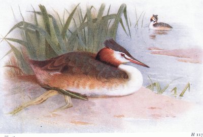 Fuut door Archibald Thorburn