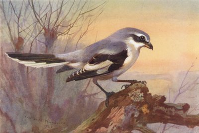 Grote Klapekster door Archibald Thorburn
