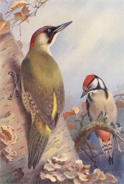 Groene Specht, Grote Bonte Specht (onvolwassen) door Archibald Thorburn
