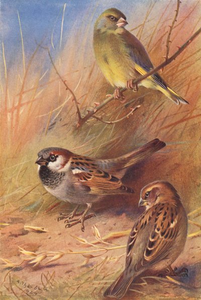 Groenling, Huismus (mannetje en vrouwtje) door Archibald Thorburn