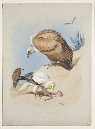Griffioengier en Egyptische gier, ca. 1915 (aquarel & lichaamkleur over potlood op papier) door Archibald Thorburn